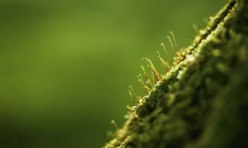 【12572】植物壁纸  2K 高清壁纸2560_1600@青蛙壁纸-笨猫小站
