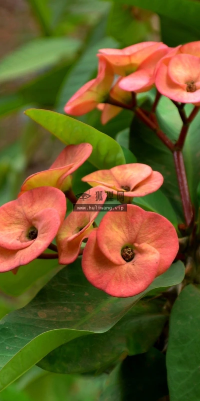 【12573】植物壁纸  2K 高清壁纸2560_1600@青蛙壁纸-笨猫小站