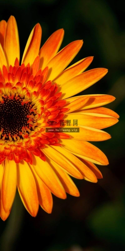 【12574】植物壁纸  2K 高清壁纸2560_1600@青蛙壁纸-笨猫小站
