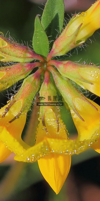 【12576】植物壁纸  2K 高清壁纸2560_1600@青蛙壁纸-笨猫小站