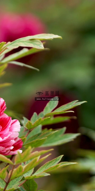 【12578】植物壁纸  2K 高清壁纸2560_1600@青蛙壁纸-笨猫小站