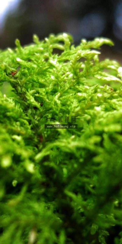 【12579】植物壁纸  2K 高清壁纸2560_1600@青蛙壁纸-笨猫小站