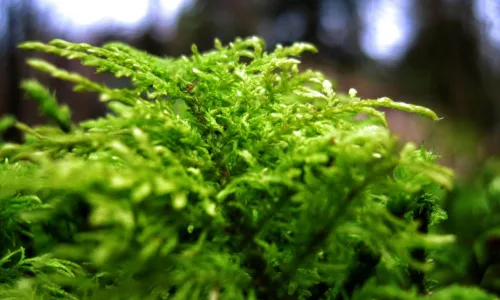 【12579】植物壁纸  2K 高清壁纸2560_1600@青蛙壁纸-笨猫小站