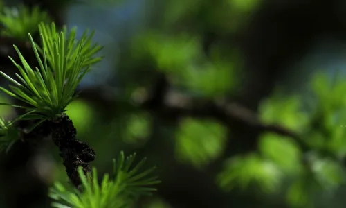 【12581】植物壁纸  2K 高清壁纸2560_1600@青蛙壁纸-笨猫小站