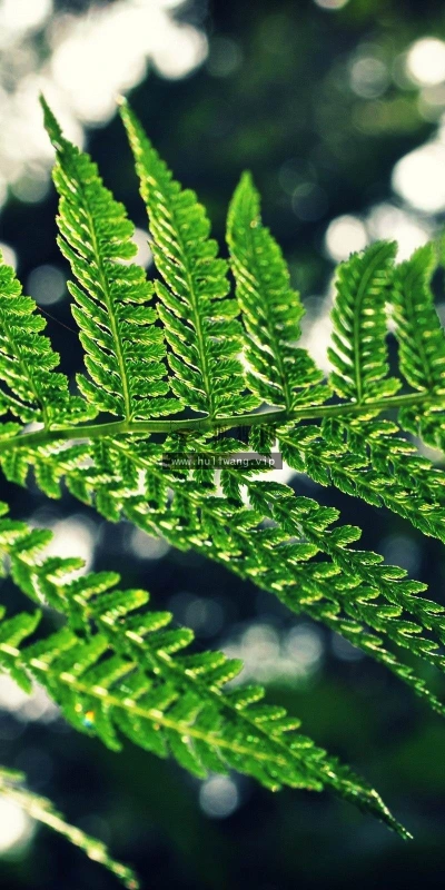 【12584】植物壁纸  2K 高清壁纸2560_1600@青蛙壁纸-笨猫小站