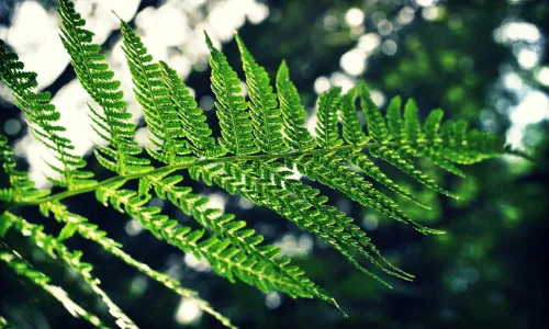 【12584】植物壁纸  2K 高清壁纸2560_1600@青蛙壁纸-笨猫小站