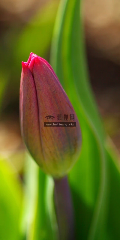 【12586】植物壁纸  2K 高清壁纸2560_1600@青蛙壁纸-笨猫小站