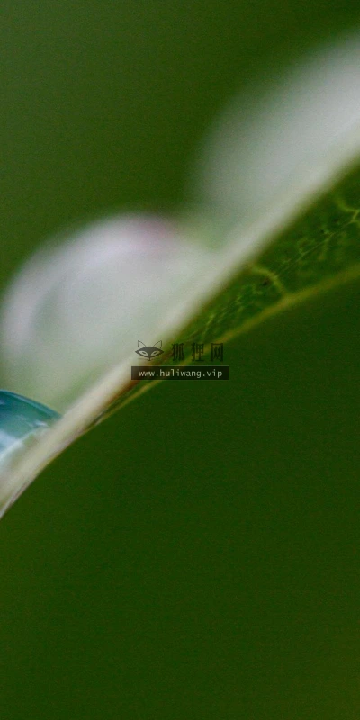 【12589】植物壁纸  2K 高清壁纸2560_1600@青蛙壁纸-笨猫小站