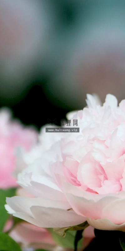 【12591】植物壁纸  2K 高清壁纸2560_1600@青蛙壁纸-笨猫小站