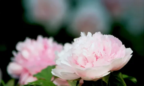 【12591】植物壁纸  2K 高清壁纸2560_1600@青蛙壁纸-笨猫小站