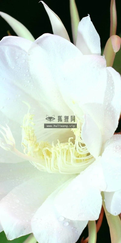 【12593】植物壁纸  2K 高清壁纸2560_1600@青蛙壁纸-笨猫小站