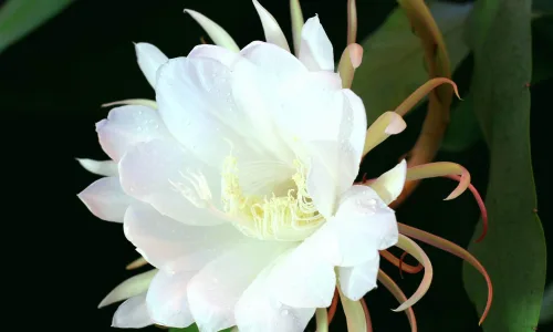 【12593】植物壁纸  2K 高清壁纸2560_1600@青蛙壁纸-笨猫小站