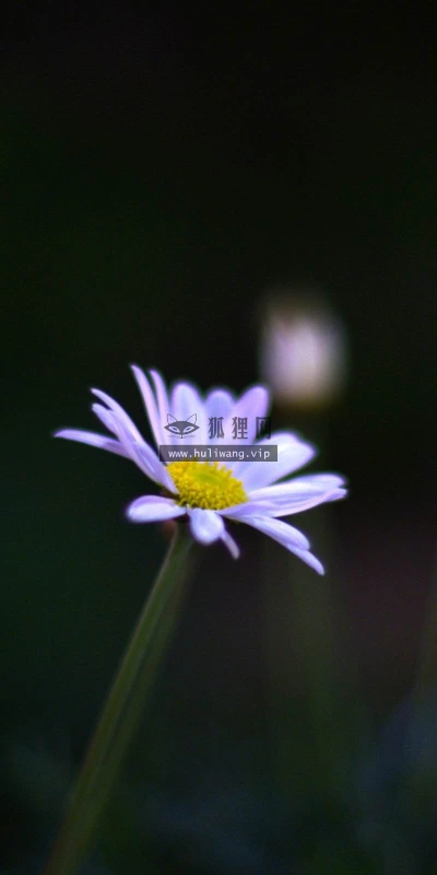 【12595】植物壁纸  2K 高清壁纸2560_1600@青蛙壁纸-笨猫小站