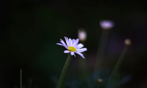 【12595】植物壁纸  2K 高清壁纸2560_1600@青蛙壁纸-笨猫小站