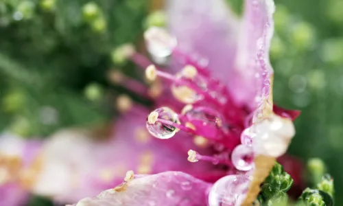 【12597】植物壁纸  2K 高清壁纸2560_1600@青蛙壁纸-笨猫小站