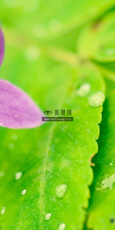 【12598】植物壁纸  2K 高清壁纸2560_1600@青蛙壁纸-笨猫小站