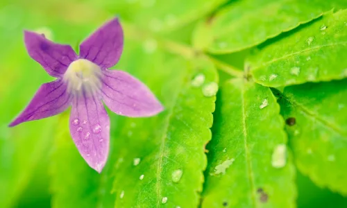 【12598】植物壁纸  2K 高清壁纸2560_1600@青蛙壁纸-笨猫小站