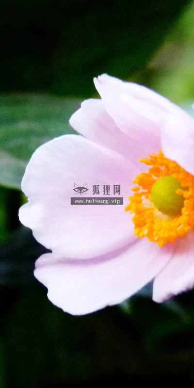 【12599】植物壁纸  2K 高清壁纸2560_1600@青蛙壁纸-笨猫小站
