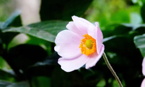 【12599】植物壁纸  2K 高清壁纸2560_1600@青蛙壁纸-笨猫小站