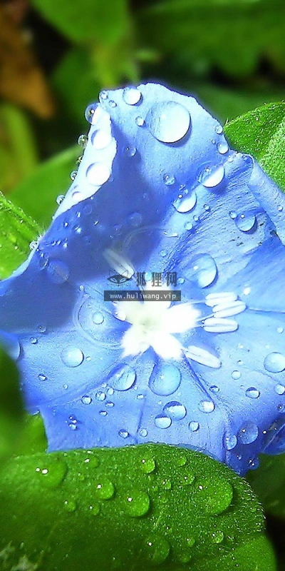 【12600】植物壁纸  2K 高清壁纸2560_1600@青蛙壁纸-笨猫小站