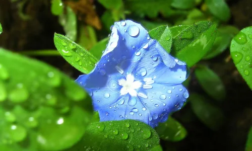 【12600】植物壁纸  2K 高清壁纸2560_1600@青蛙壁纸-笨猫小站