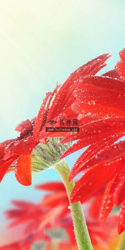 【12601】植物壁纸  2K 高清壁纸2560_1600@青蛙壁纸-笨猫小站