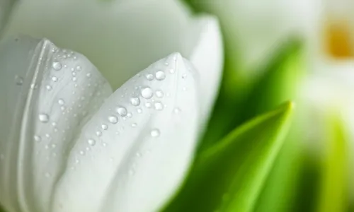 【12603】植物壁纸  2K 高清壁纸2560_1600@青蛙壁纸-笨猫小站