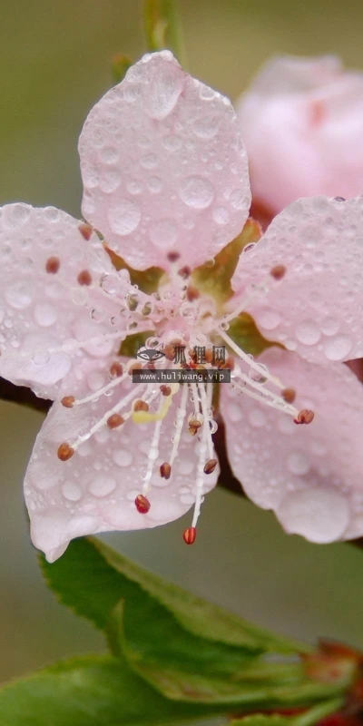 【12604】植物壁纸  2K 高清壁纸2560_1600@青蛙壁纸-笨猫小站