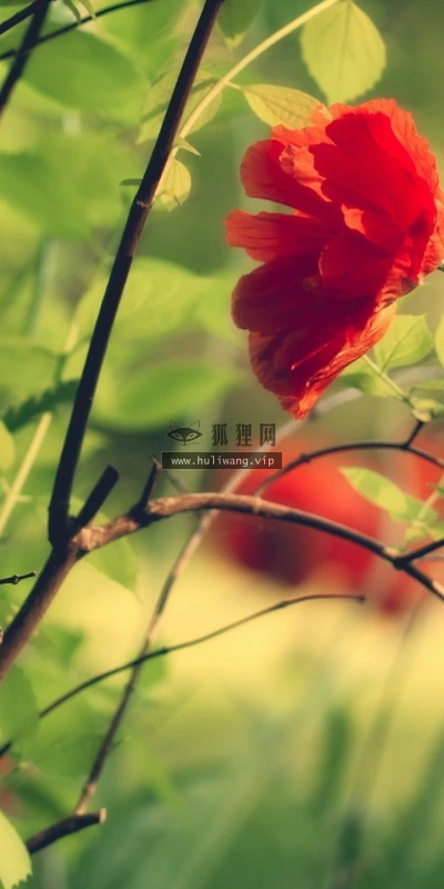 【12605】植物壁纸  2K 高清壁纸2560_1600@青蛙壁纸-笨猫小站
