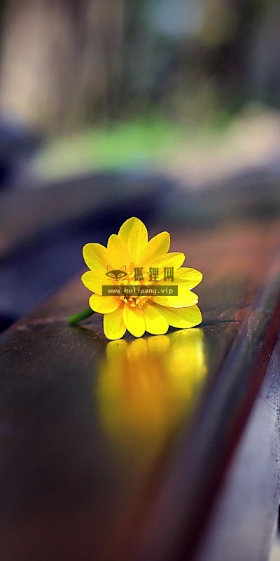 【12606】植物壁纸  2K 高清壁纸2560_1600@青蛙壁纸-笨猫小站