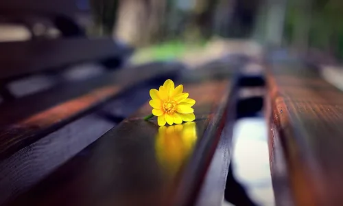 【12606】植物壁纸  2K 高清壁纸2560_1600@青蛙壁纸-笨猫小站