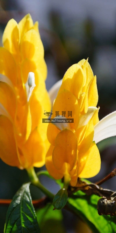 【12607】植物壁纸  2K 高清壁纸2560_1600@青蛙壁纸-笨猫小站