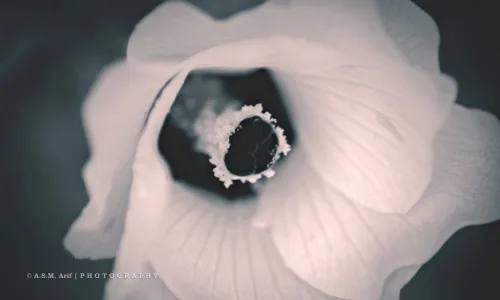 【12610】植物壁纸  2K 高清壁纸2560_1600@青蛙壁纸-笨猫小站