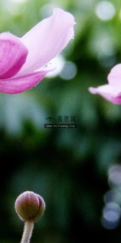 【12612】植物壁纸  2K 高清壁纸2560_1600@青蛙壁纸-笨猫小站