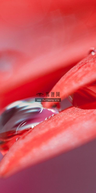 【12613】植物壁纸  2K 高清壁纸2560_1600@青蛙壁纸-笨猫小站