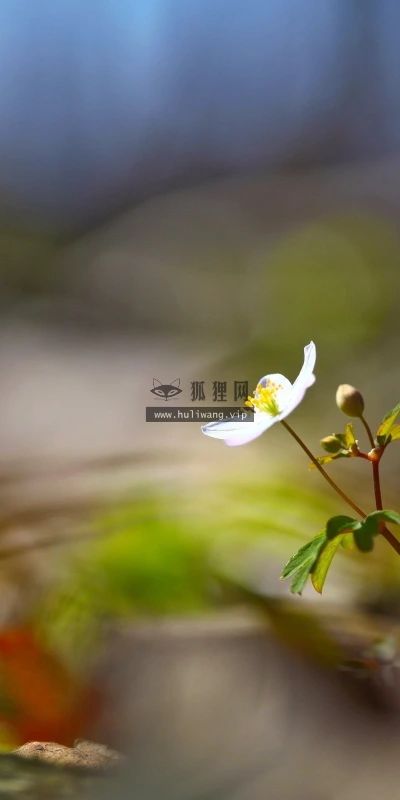 【12614】植物壁纸  2K 高清壁纸2560_1600@青蛙壁纸-笨猫小站