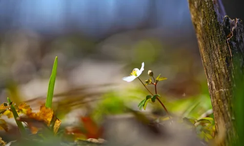 【12614】植物壁纸  2K 高清壁纸2560_1600@青蛙壁纸-笨猫小站