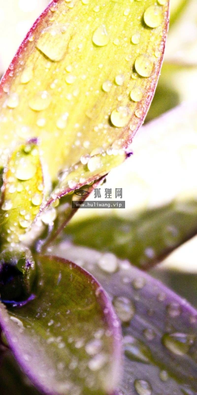 【12615】植物壁纸  2K 高清壁纸2560_1600@青蛙壁纸-笨猫小站