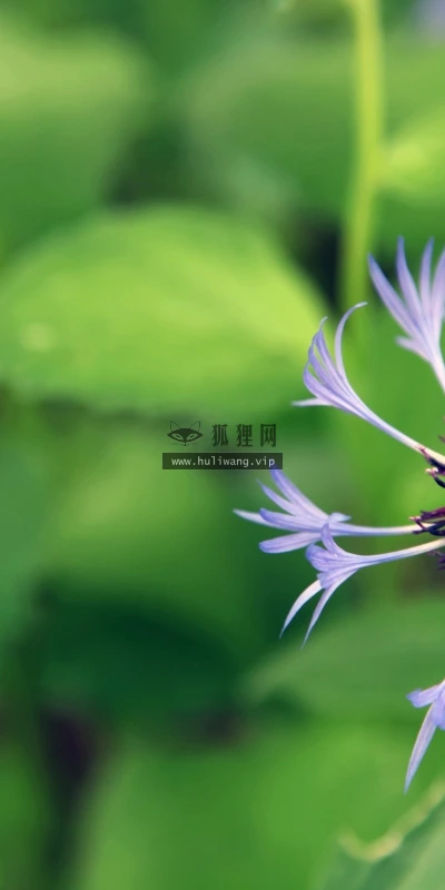 【12617】植物壁纸  2K 高清壁纸2560_1600@青蛙壁纸-笨猫小站