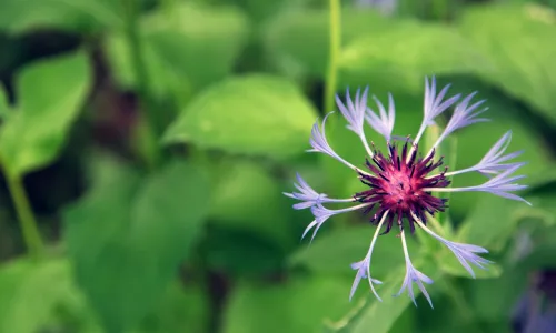 【12617】植物壁纸  2K 高清壁纸2560_1600@青蛙壁纸-笨猫小站