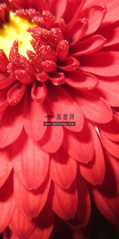 【12620】植物壁纸  2K 高清壁纸2560_1600@青蛙壁纸-笨猫小站