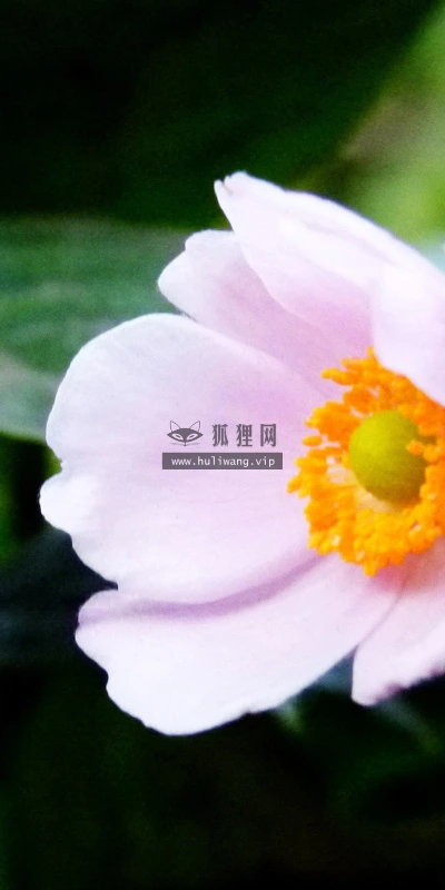 【12621】植物壁纸  2K 高清壁纸2560_1600@青蛙壁纸-笨猫小站