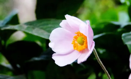 【12621】植物壁纸  2K 高清壁纸2560_1600@青蛙壁纸-笨猫小站