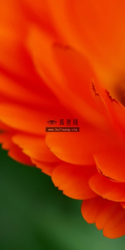 【12622】植物壁纸  2K 高清壁纸2560_1600@青蛙壁纸-笨猫小站