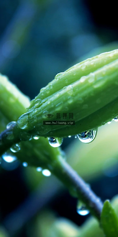 【12623】植物壁纸  2K 高清壁纸2560_1600@青蛙壁纸-笨猫小站