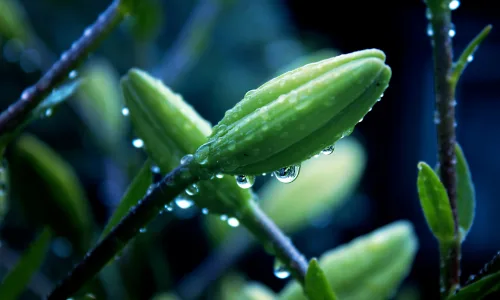【12623】植物壁纸  2K 高清壁纸2560_1600@青蛙壁纸-笨猫小站