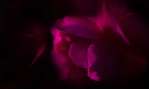 【12624】植物壁纸  2K 高清壁纸2560_1600@青蛙壁纸-笨猫小站