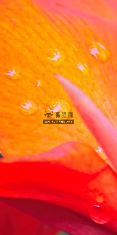 【12626】植物壁纸  2K 高清壁纸2560_1600@青蛙壁纸-笨猫小站