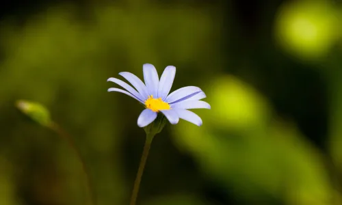 【12628】植物壁纸  2K 高清壁纸2560_1600@青蛙壁纸-笨猫小站