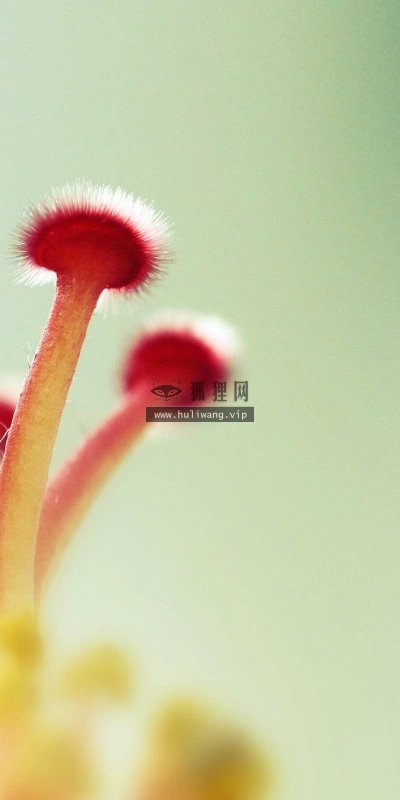 【12629】植物壁纸  2K 高清壁纸2560_1600@青蛙壁纸-笨猫小站